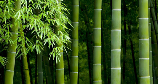 7 Reasons to Choose Bamboo for a Sustainable Lifestyle-BambooChic