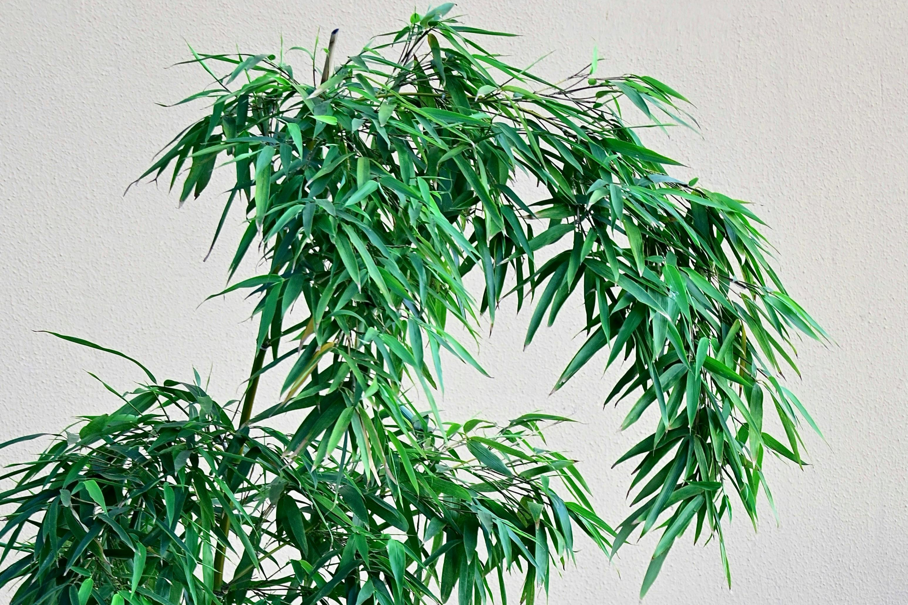 natural material and sustainable chic with Bamboochic